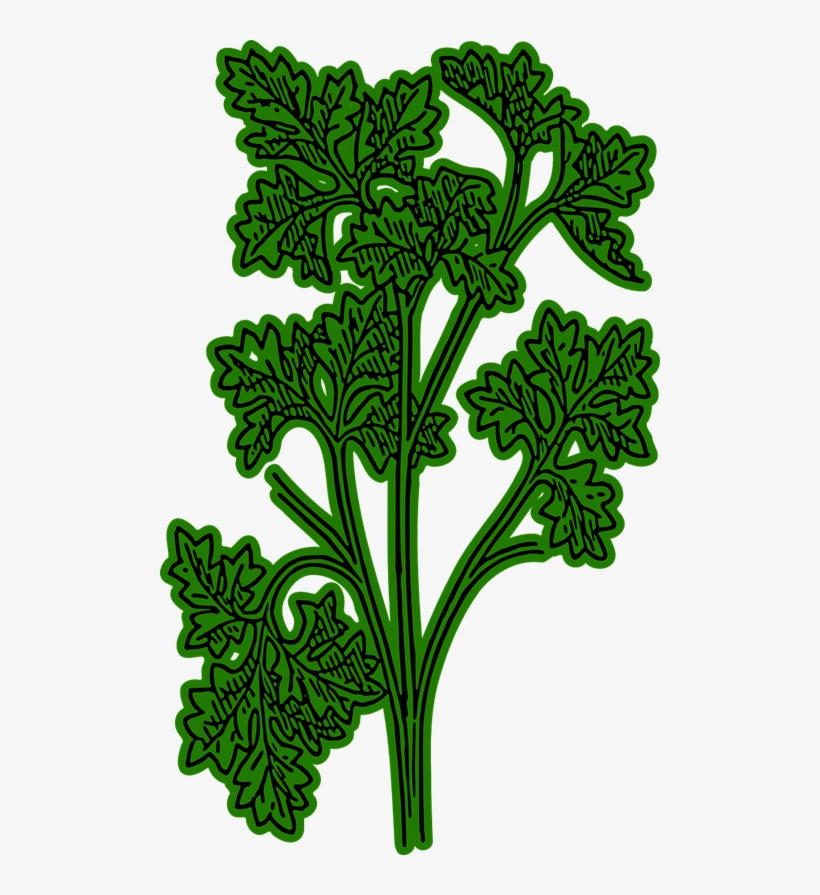 Clip Arts Related To - Clip Art Png Parsley, transparent png