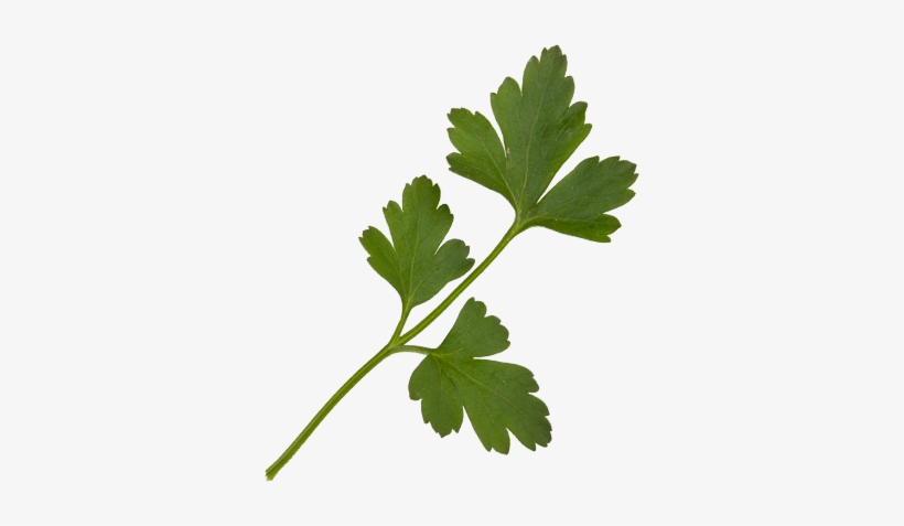 Curly Parsley, Baby Flat Parsley, - Parsley, transparent png