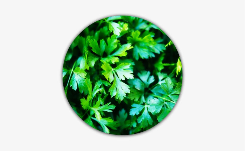 File - Parsley-0 - Perejil Y Cilantro Meme, transparent png