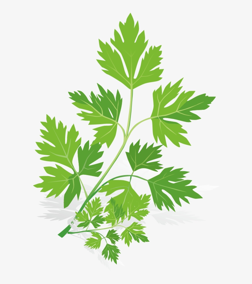 Spice Euclidean Vector Herb - Spices Vector, transparent png