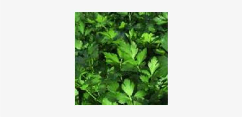 Italian Flat Leaf Parsley, transparent png