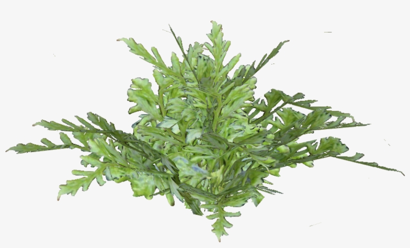 Ascension Island Parseley Fern - Origano Foglie, transparent png