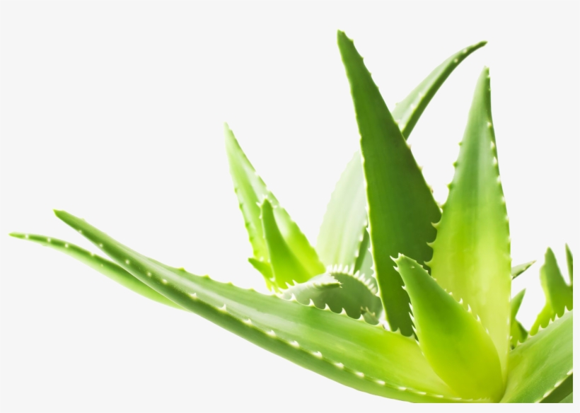 Aloe Png Transparent Image - Aloe Png, transparent png