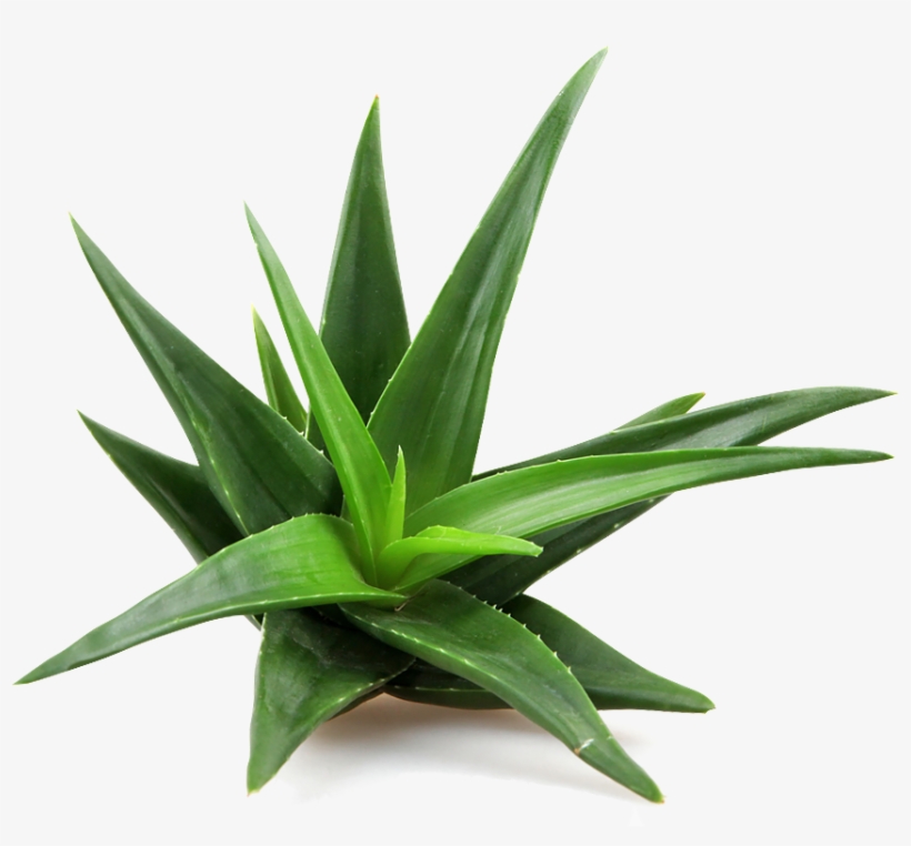 Aloe Infusion - Aloe Vera Plant Png, transparent png