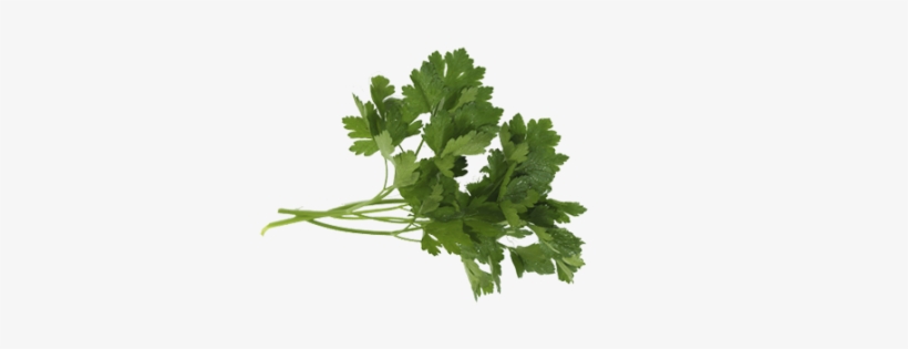 Parsley Italian - Parsley, transparent png