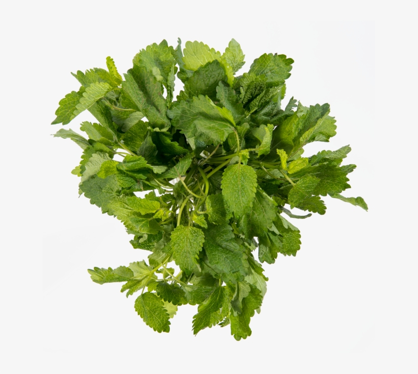Lemon Balm - Parsley, transparent png