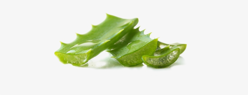 Aloe Vera Juice Soothes, Heals And Hydrates Skin With - Brisa Marina(ブリサ マリーナ) 日焼け止めuvクリーム(ホワイト) 70g Spf50, transparent png