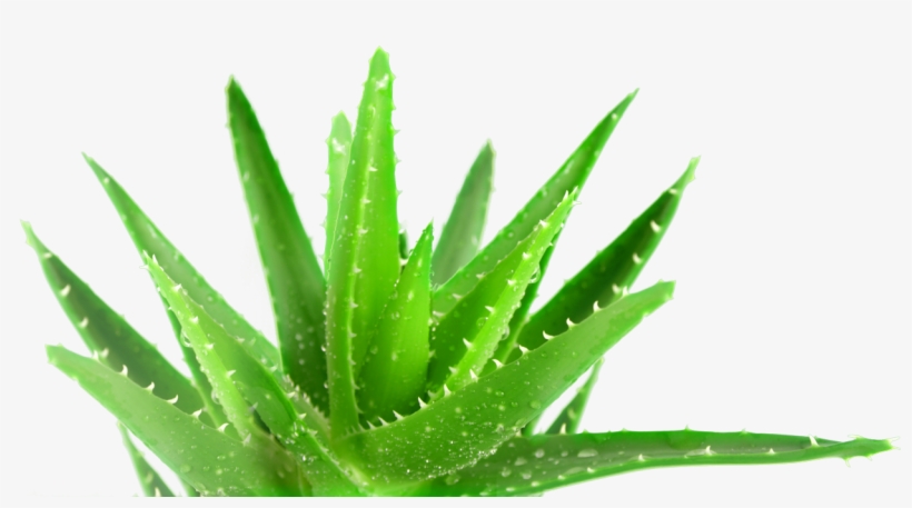 This Entry Was Posted In - Plant Biodiversity Conservation And Management, transparent png