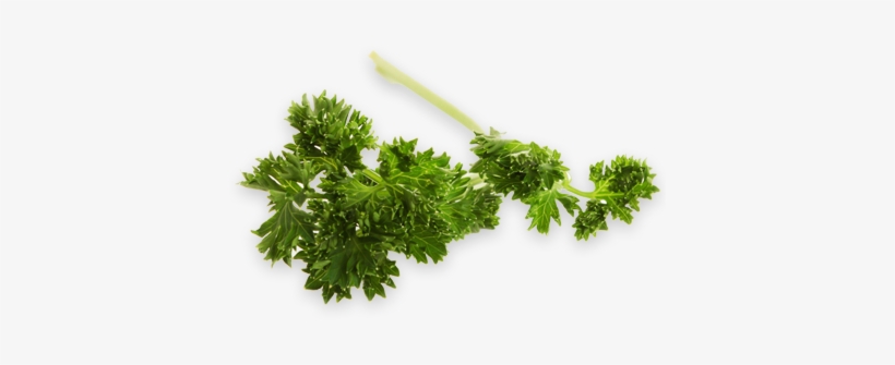 Curly Parsley - Parsley, transparent png