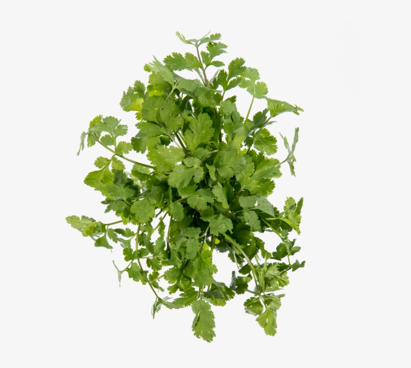 Coriander - Parsley, transparent png