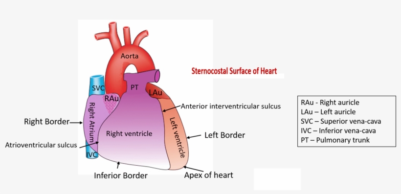 Describe The External Features Of Heart - Border And Surface Of Heart, transparent png