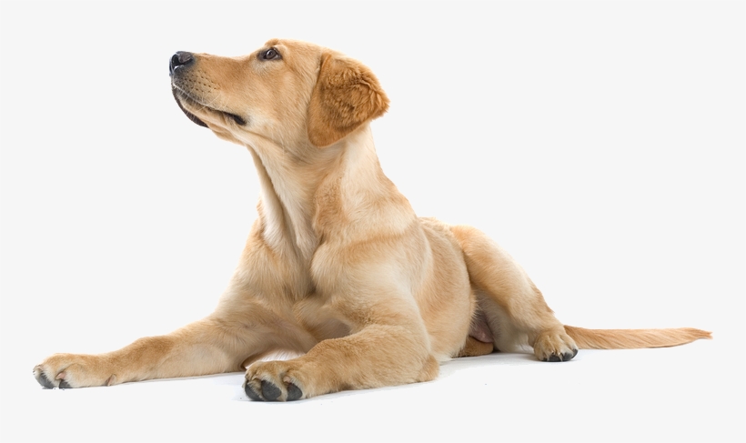 Happy Dog Png - Dogs Labradors Png, transparent png