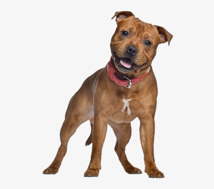 Big Dog Hd Transparent - Godog Furballz Tough Plush Dog Toy With Chew Guard, transparent png