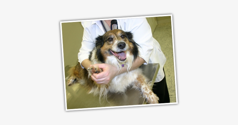 Preparing Your Dog Or Puppy For A Visit To The Veterinarian - Dog At The Vet, transparent png