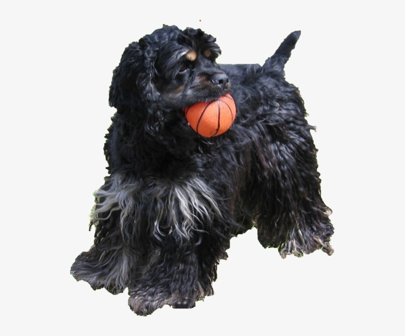 Hdp Braided 6" Bully Sticks Odor Free, transparent png