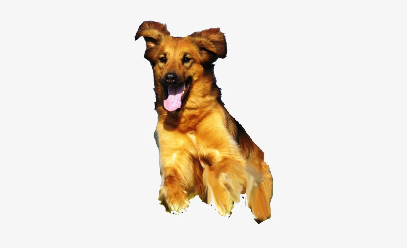 Photography, transparent png