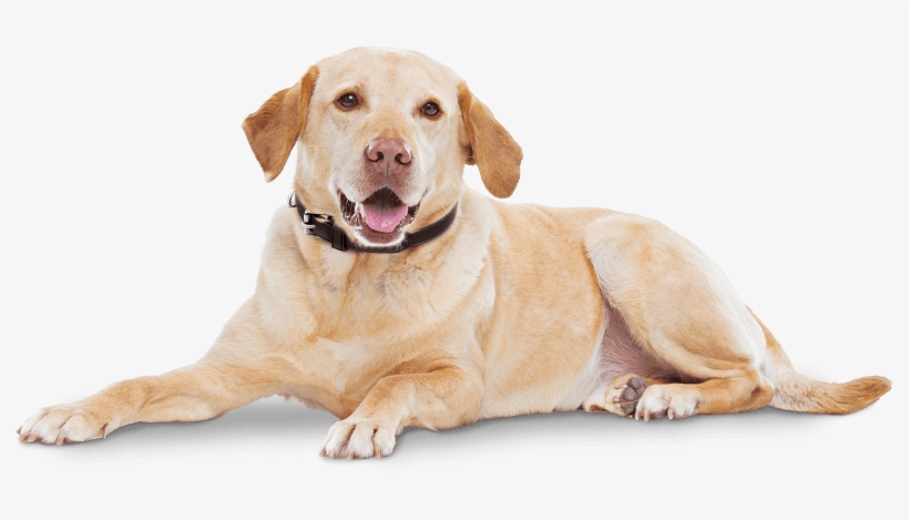 Cytopoint Works With Your Dog's Own Immune System To - Cytopoint Zoetis, transparent png