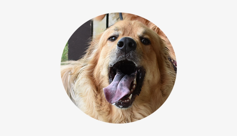 Happy Dog - Long Veterinary Clinic, transparent png