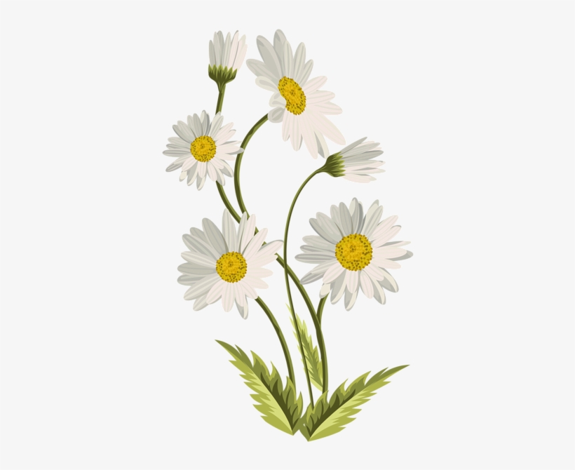 Daisies Transparent Png Clip Art Image Gallery - Transparent Background Daisies Clip Art, transparent png