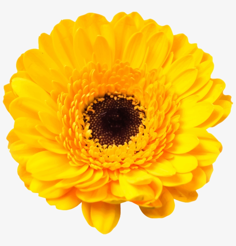 Daisy Family Cut Flowers Common Daisy - Yellow Daisy, transparent png