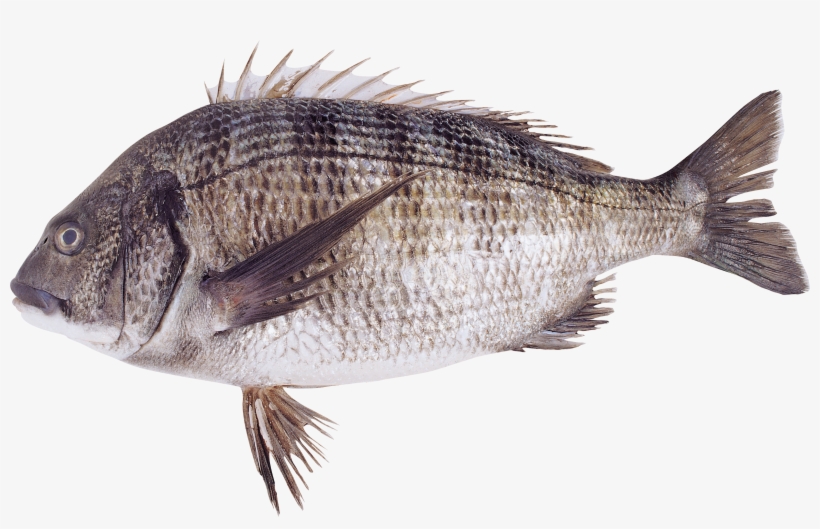 Fish, transparent png
