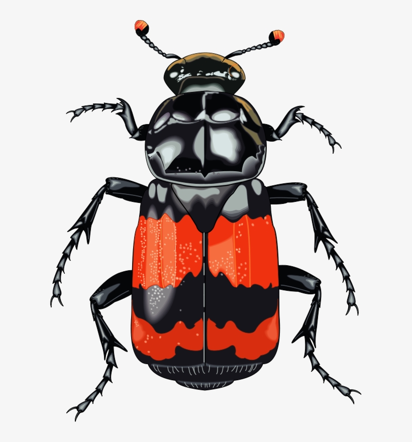 Free Vector Insect - Clipart Beetle, transparent png