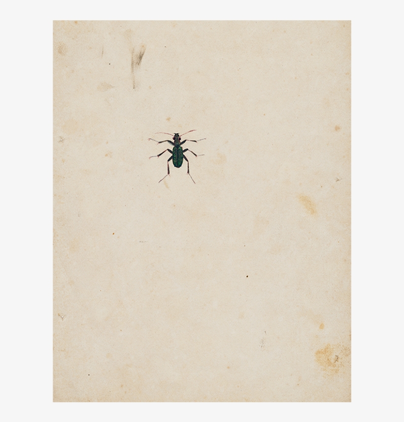 House Fly, transparent png