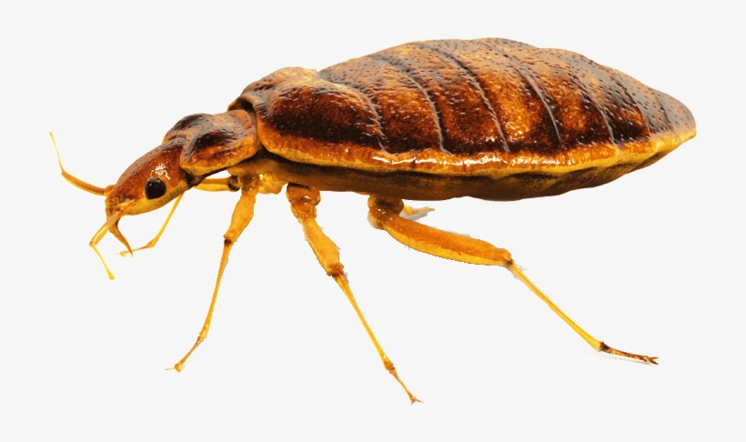 Bed Bug Close Up - Bed Bug Png, transparent png
