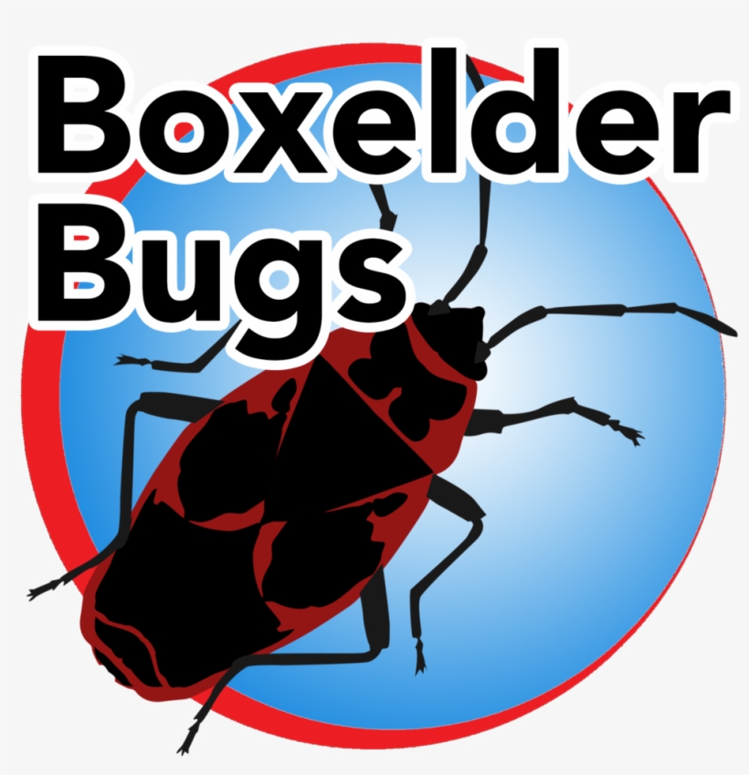 Boxelder Bug Blue Buttom - Enseigner Et Evaluer, transparent png