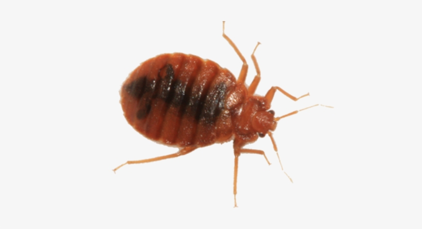 Bed Bug Png Picture - Bed Bugs Images Png, transparent png