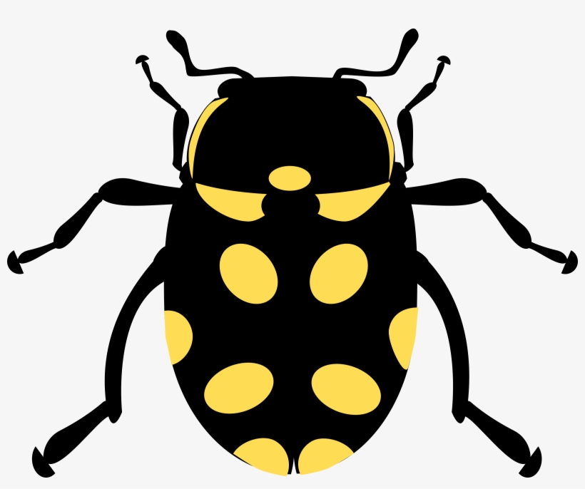This Free Icons Png Design Of Eriopis Canrash Bug, transparent png