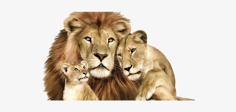 Lions Pride Of Awsome - Lion Lioness And Cub, transparent png