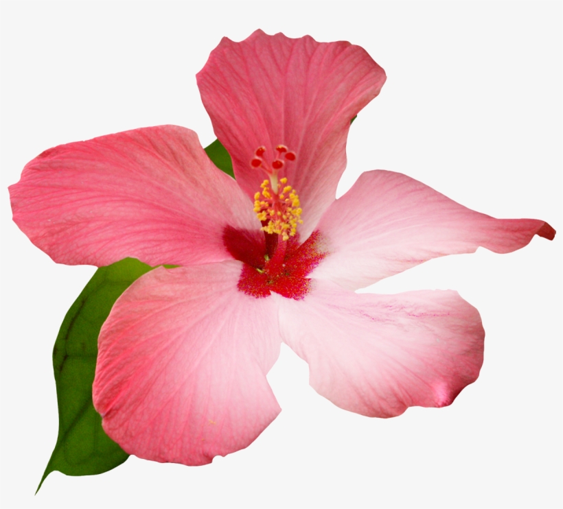 Flowers Painting Clip Art Transprent - Hibiscus Watercolour Clip Art, transparent png