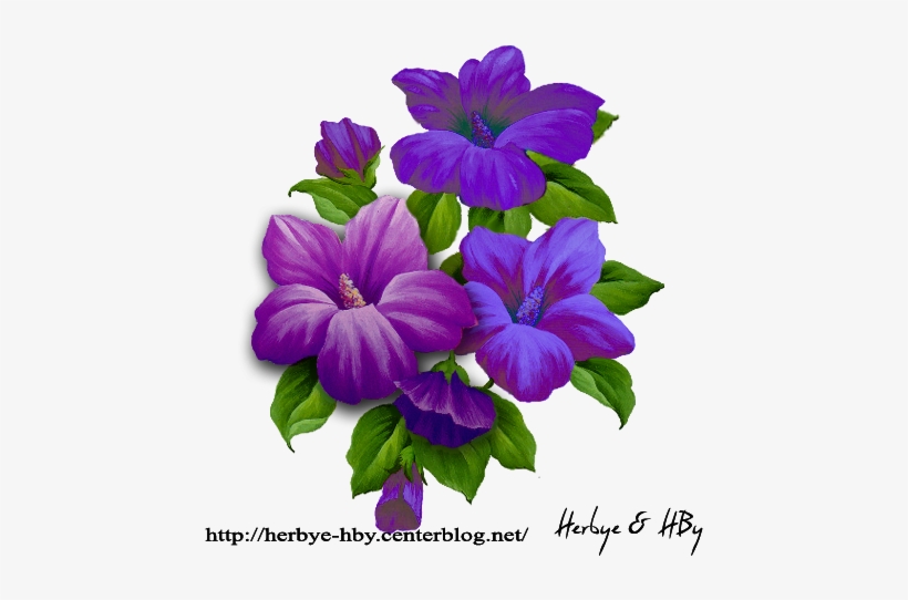 Flowers Png Hibiscus Série - Melastome Family, transparent png