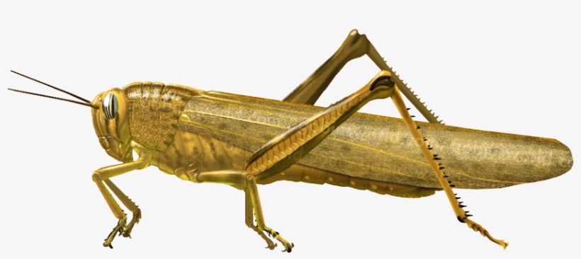 Grasshopper Png, transparent png