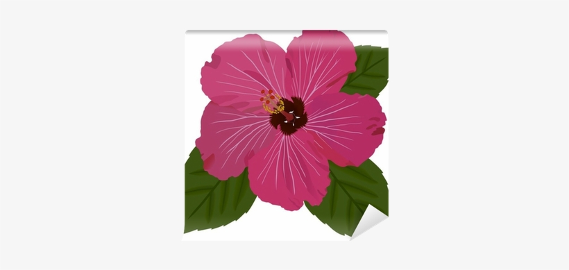 Hawaiian Hibiscus, transparent png