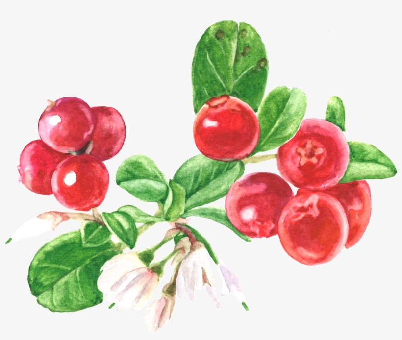 Cranberry, transparent png