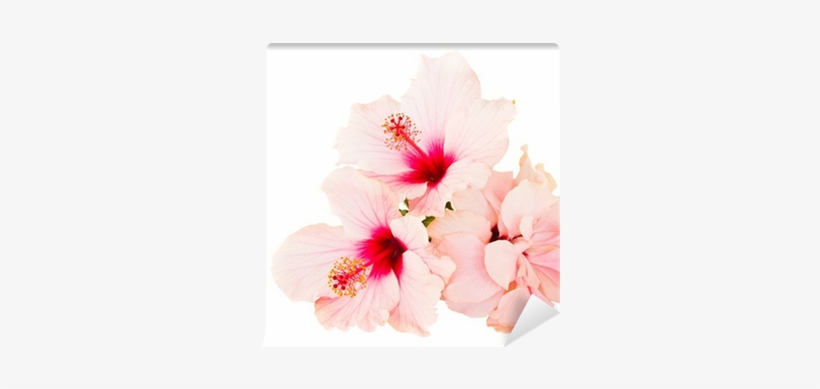 Rosemallows, transparent png