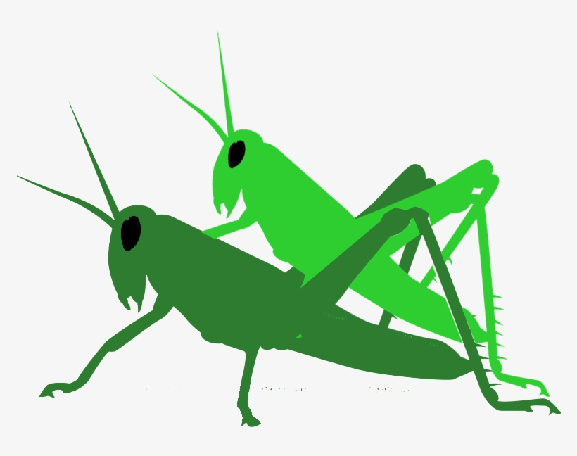 Insect, transparent png