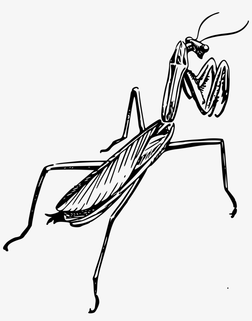 Graphic Black And White Download Clipart Praying Mantid - Praying Mantis Clipart Black And White, transparent png