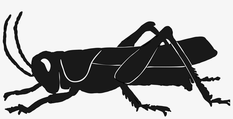 Silhouette Insect Grasshopper Raccoon Pest - Grasshopper, transparent png