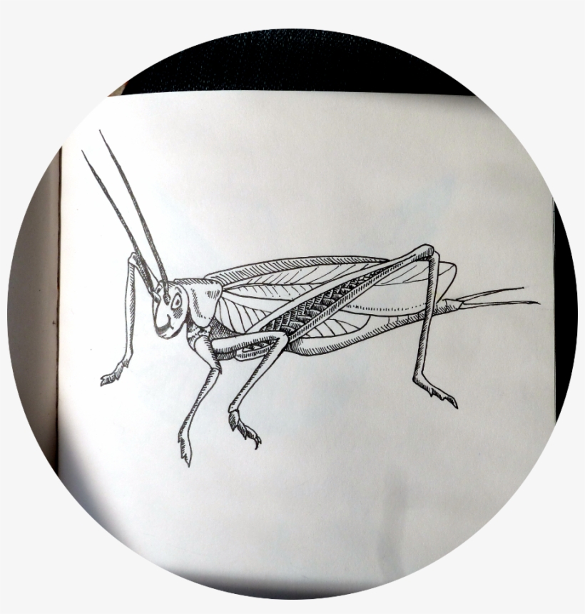 Skippit 1 Circle Ed Small - House Fly, transparent png