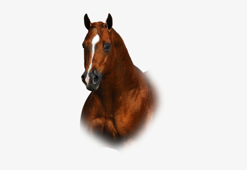 Quarter Horse Png - Transparent Quarter Horse, transparent png