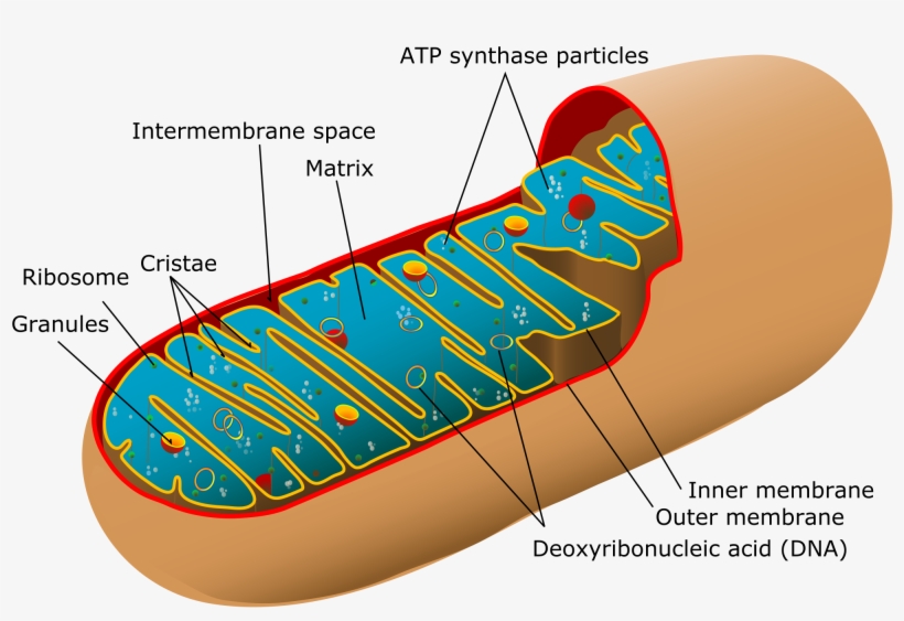 Animal Mitochondrial Diagram - Labeled Diagram Of The Mitochondria, transparent png