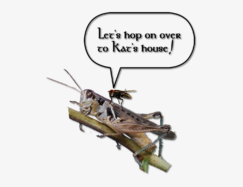 Do I Sound Homesick You Betcha - Locust, transparent png