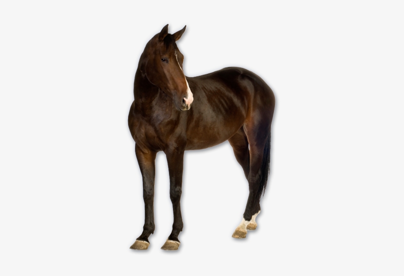 Horse Png Image, Free Download Picture - Real Horse Png, transparent png