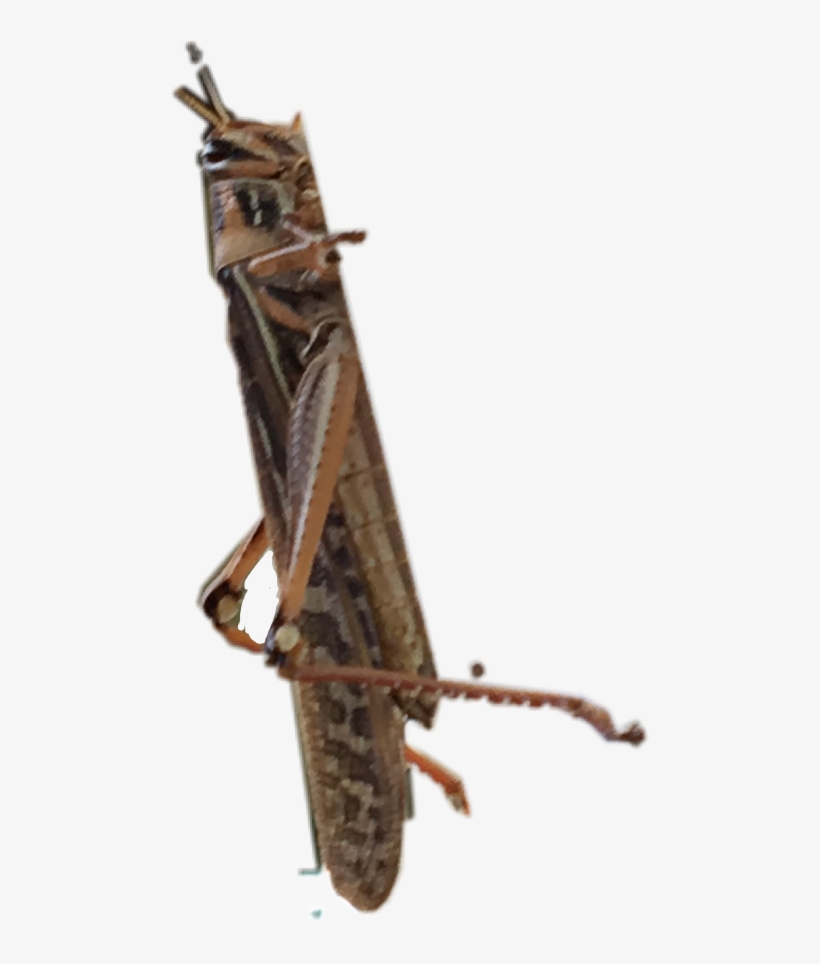 Locust, transparent png