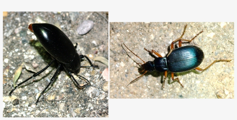 After Renewing That Experience I Did Not Even Try To - Flower Beetles, transparent png