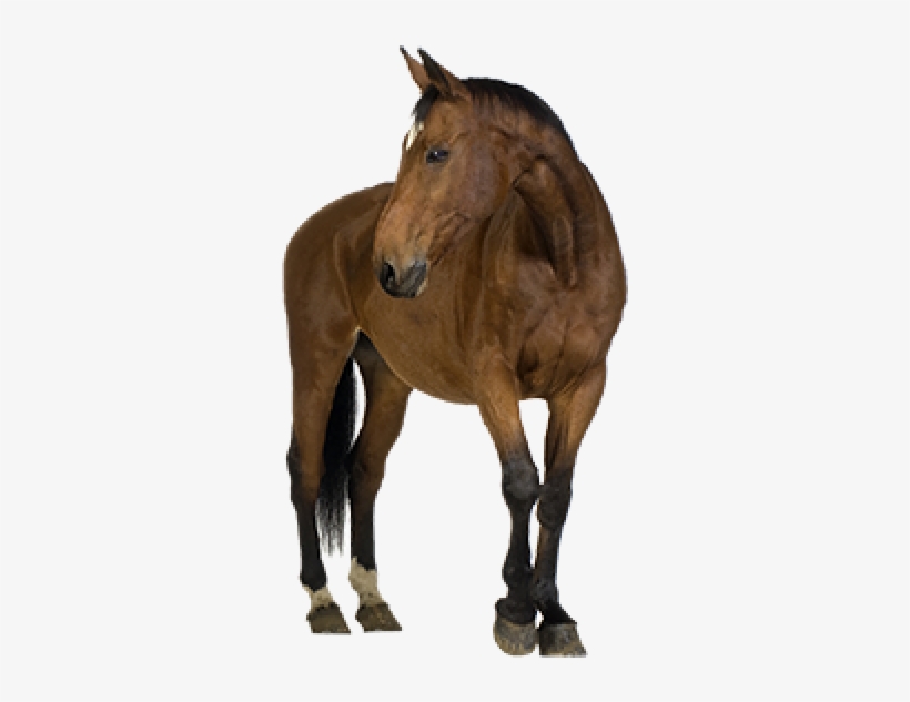 Horse Png Free Image Download - First Aid On Animals, transparent png