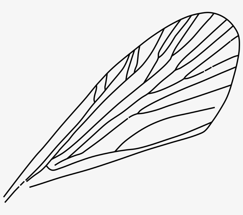 Clipart - Insect Wings Clipart, transparent png